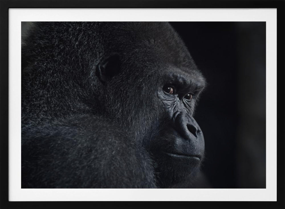 gorilla gaze | Poster
