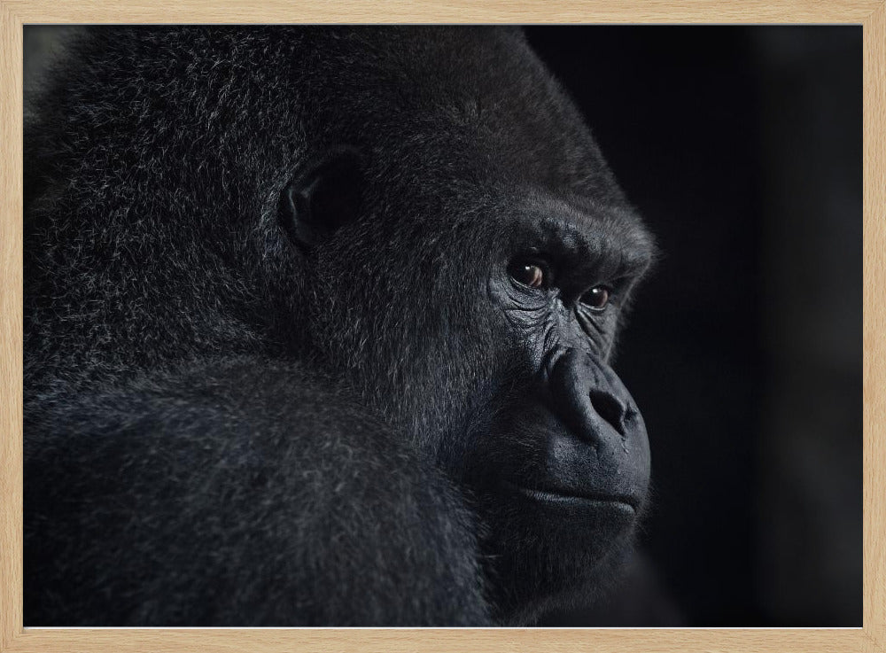 gorilla gaze | Poster