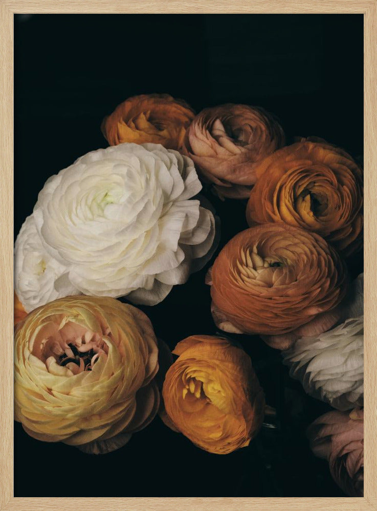 Ranunculus | Poster