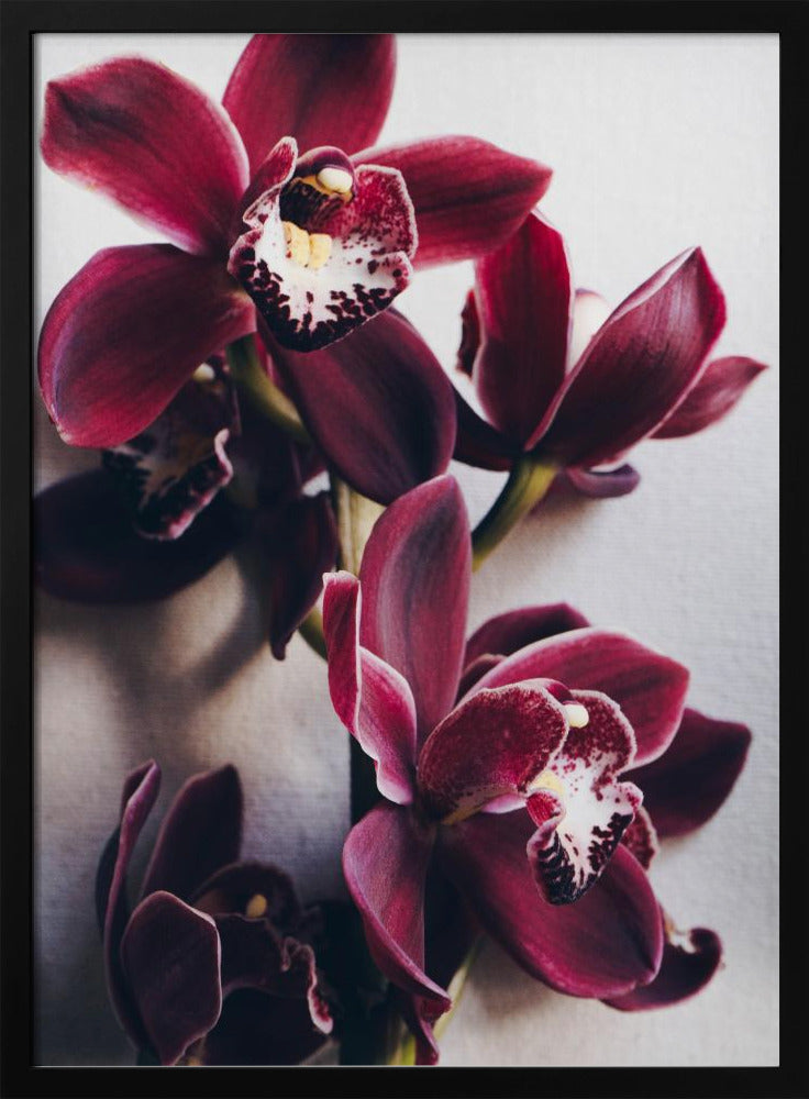 Orchid Elegance | Poster