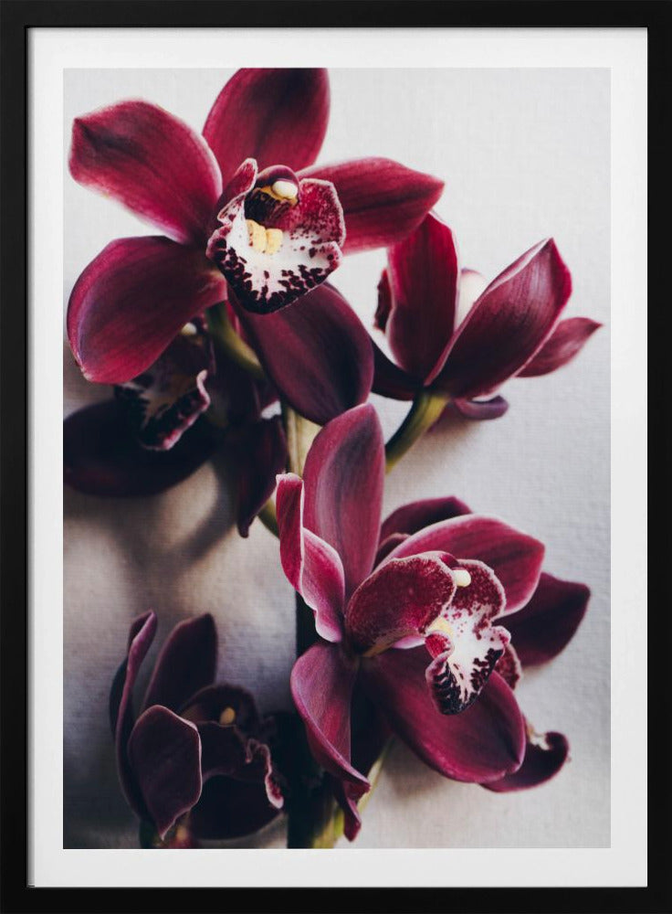 Orchid Elegance | Poster