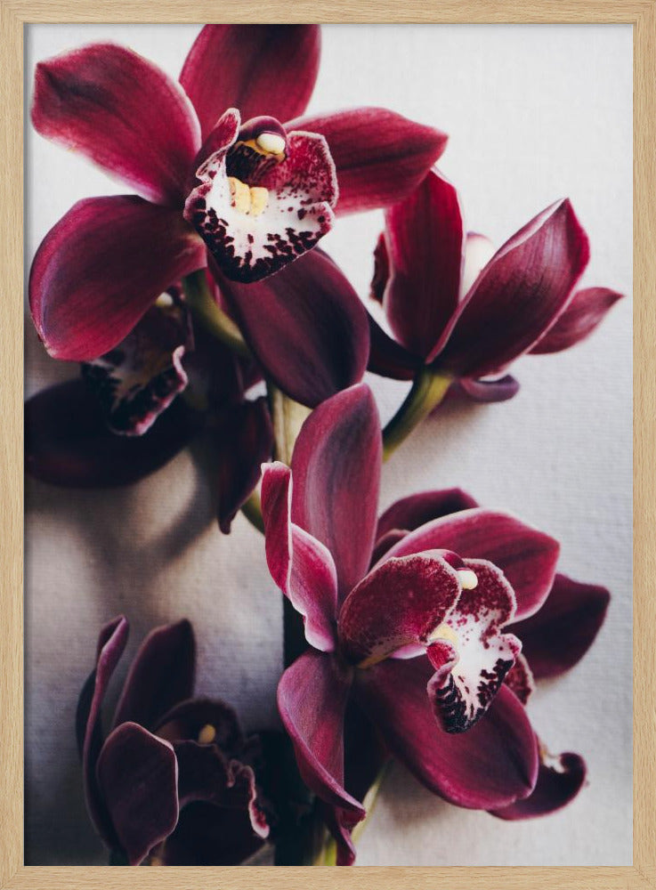 Orchid Elegance | Poster