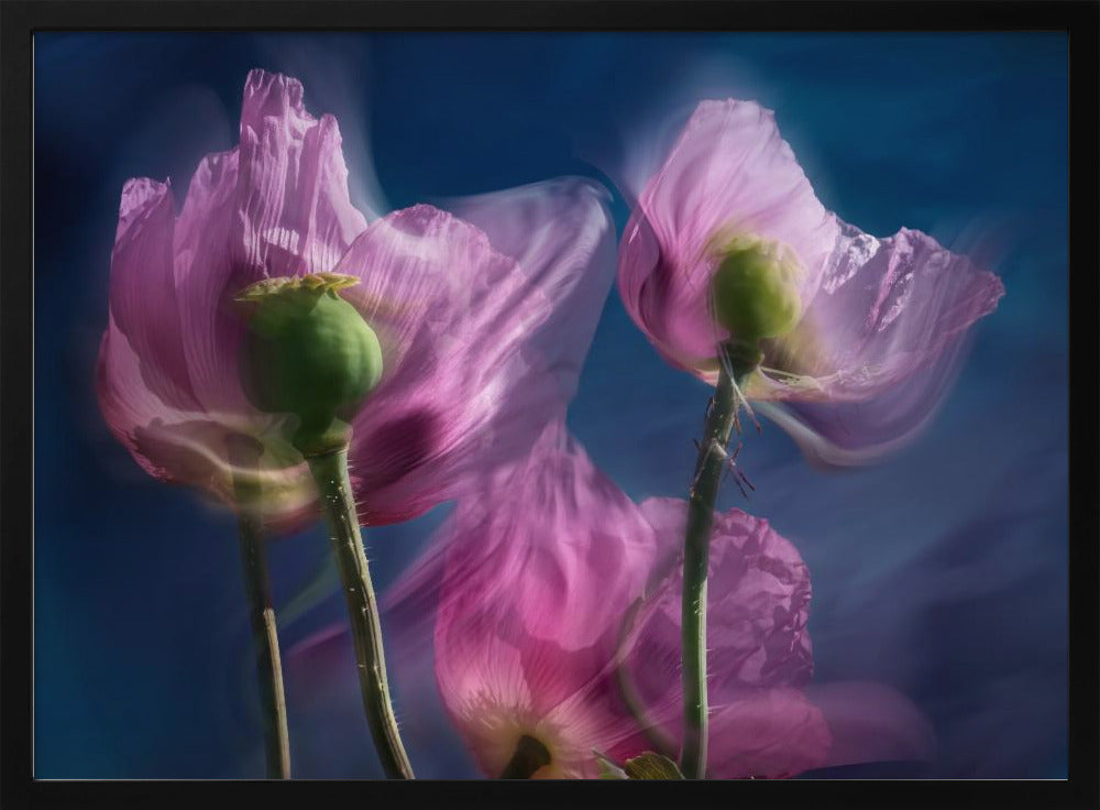 Poppies by the wayside | Poster