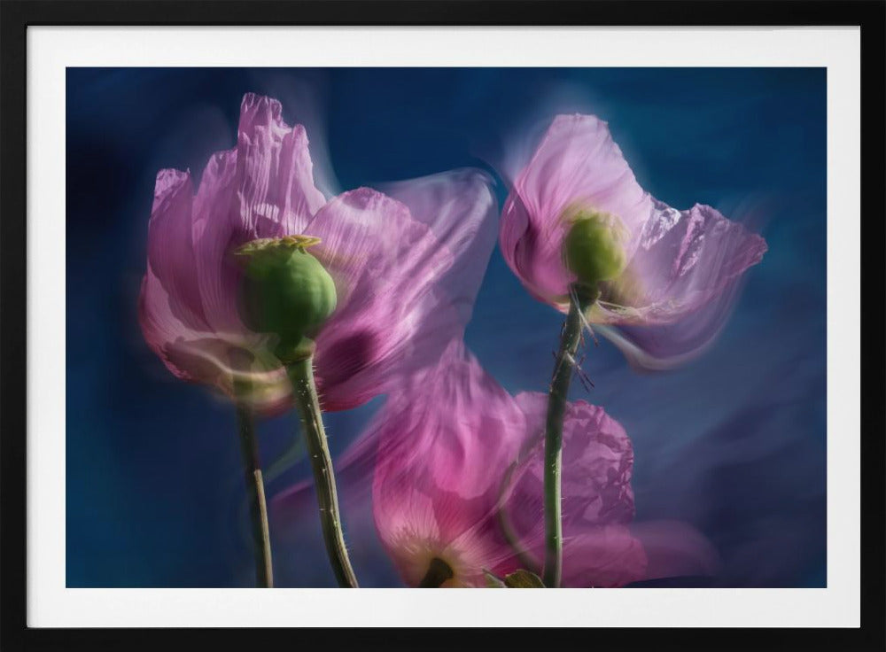 Poppies by the wayside | Poster