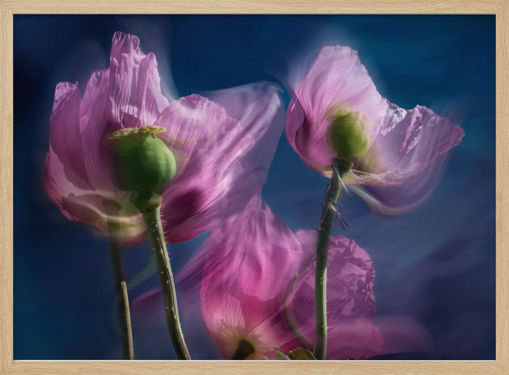Poppies by the wayside | Poster