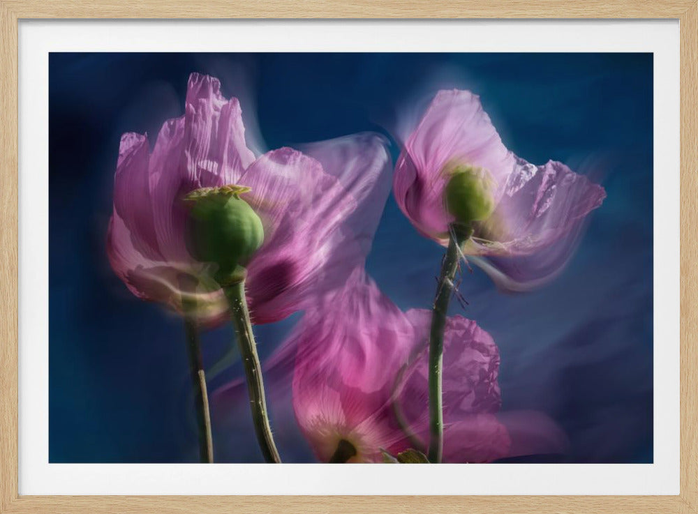 Poppies by the wayside | Poster