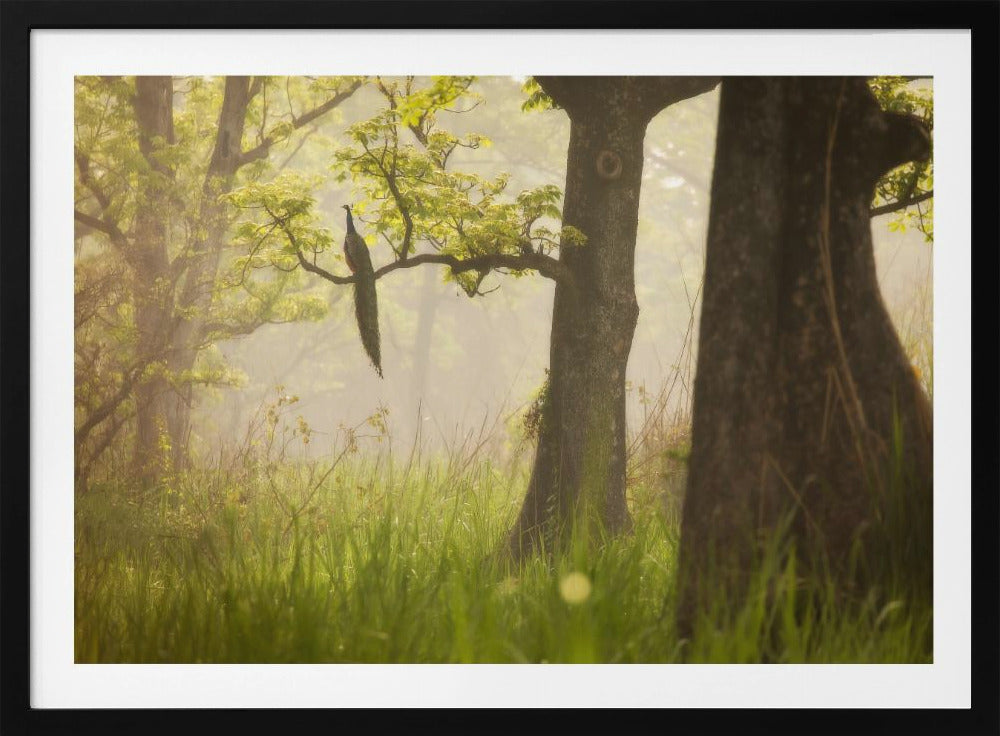 Peacock | Poster