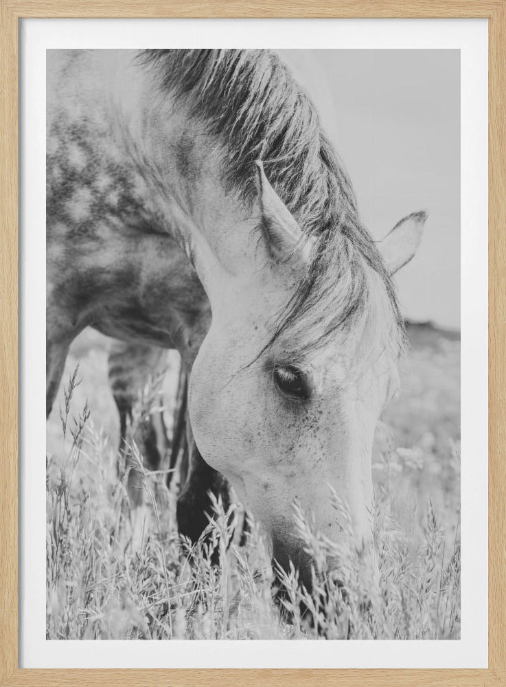 stallion | Poster