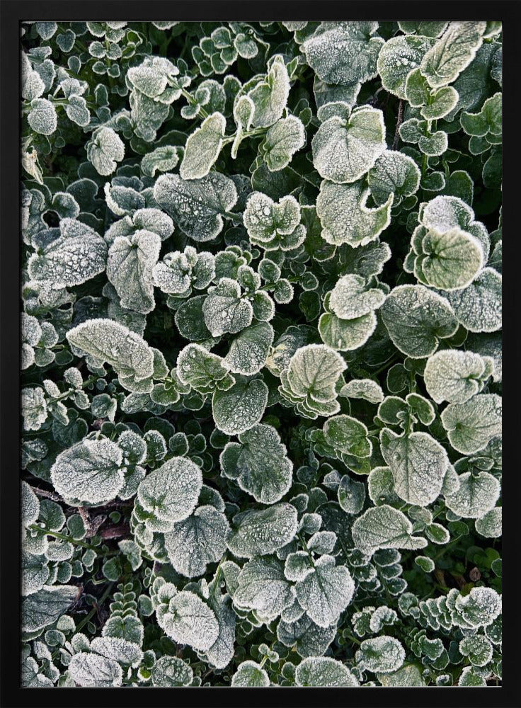 Frosted | Poster