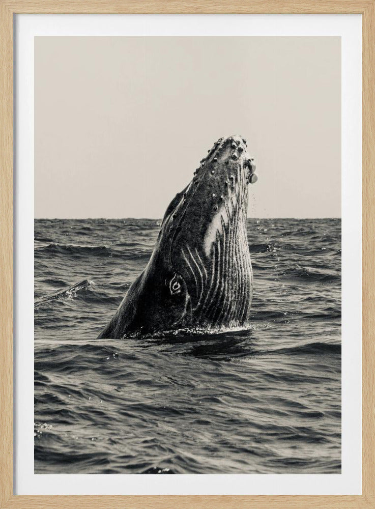 Secret of Whale | Poster