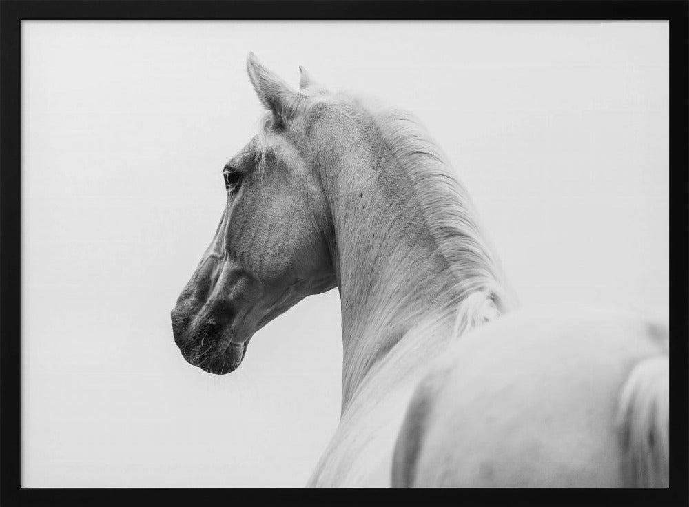 a short story about a shorn horse | Poster