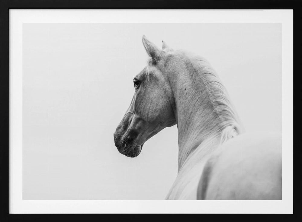 a short story about a shorn horse | Poster