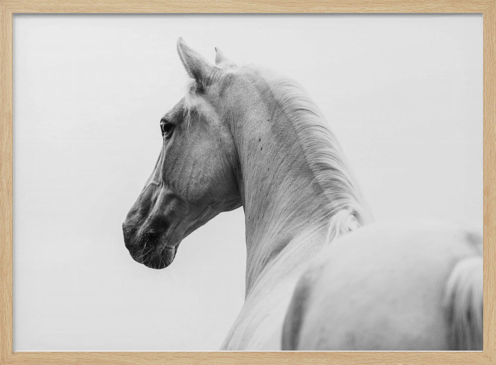 a short story about a shorn horse | Poster