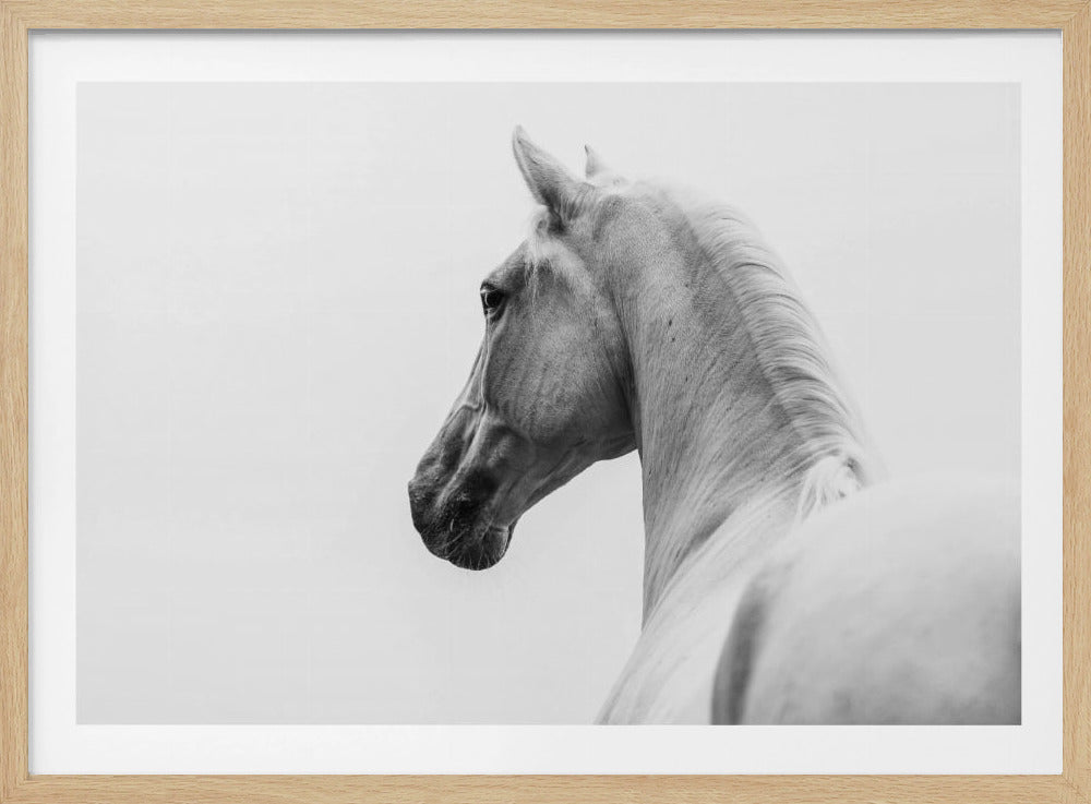 a short story about a shorn horse | Poster