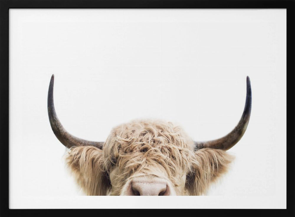 Peeking Cow | Poster