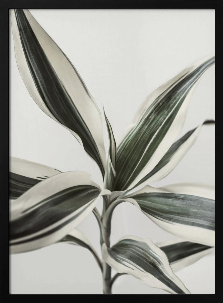 Foliage | Poster