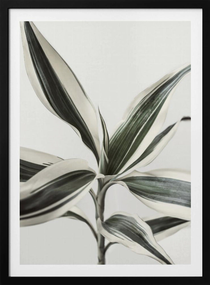 Foliage | Poster