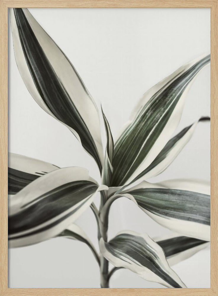 Foliage | Poster