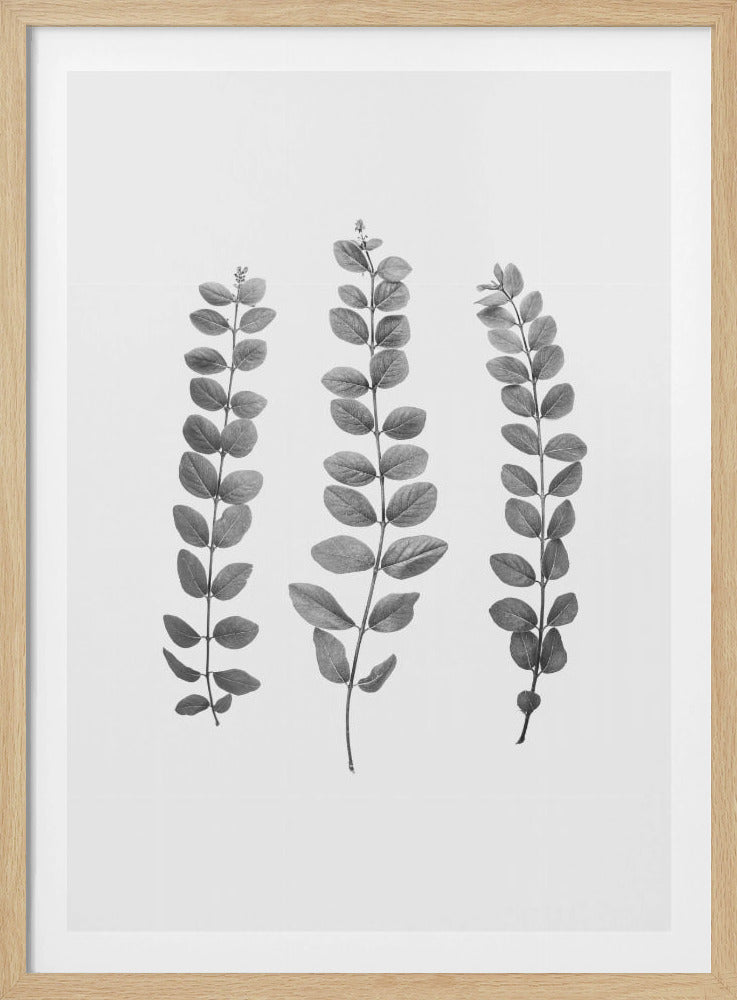 Twigs | Poster