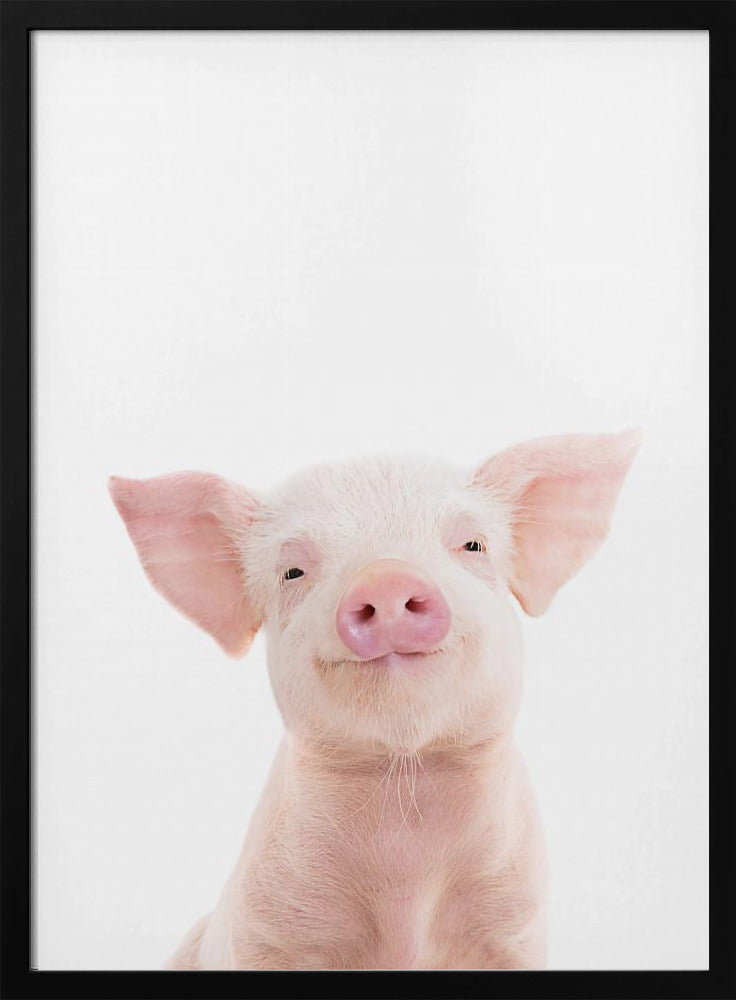 Baby Pig | Poster