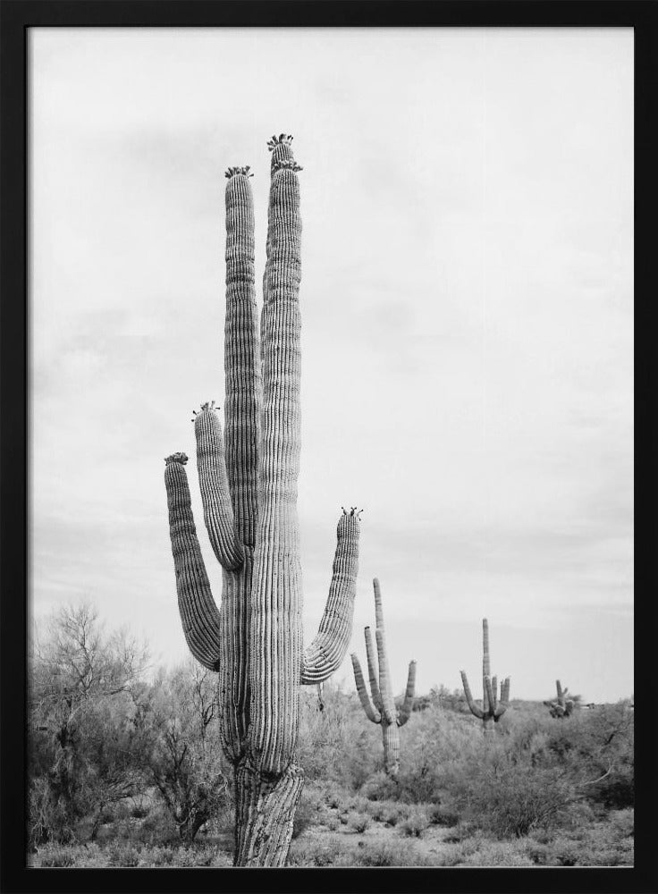 Saguaro B&W | Poster