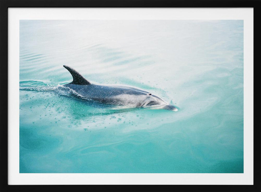 Dolphin N.Z. Northern | Poster