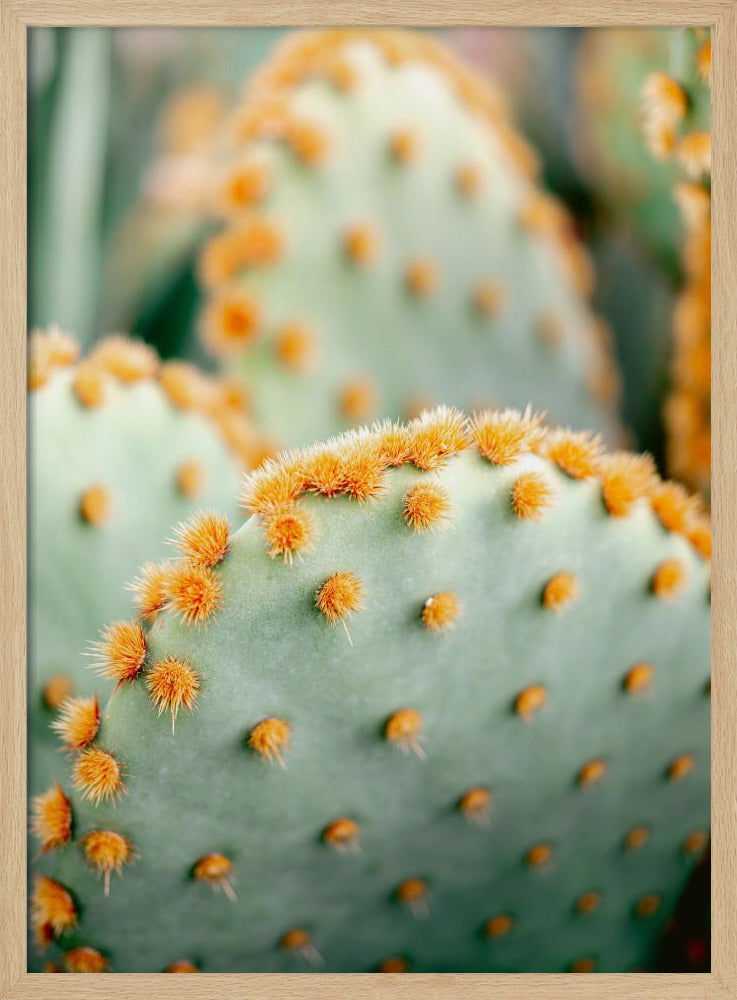 Orange and Green II - Marrakech botanical photography | Poster