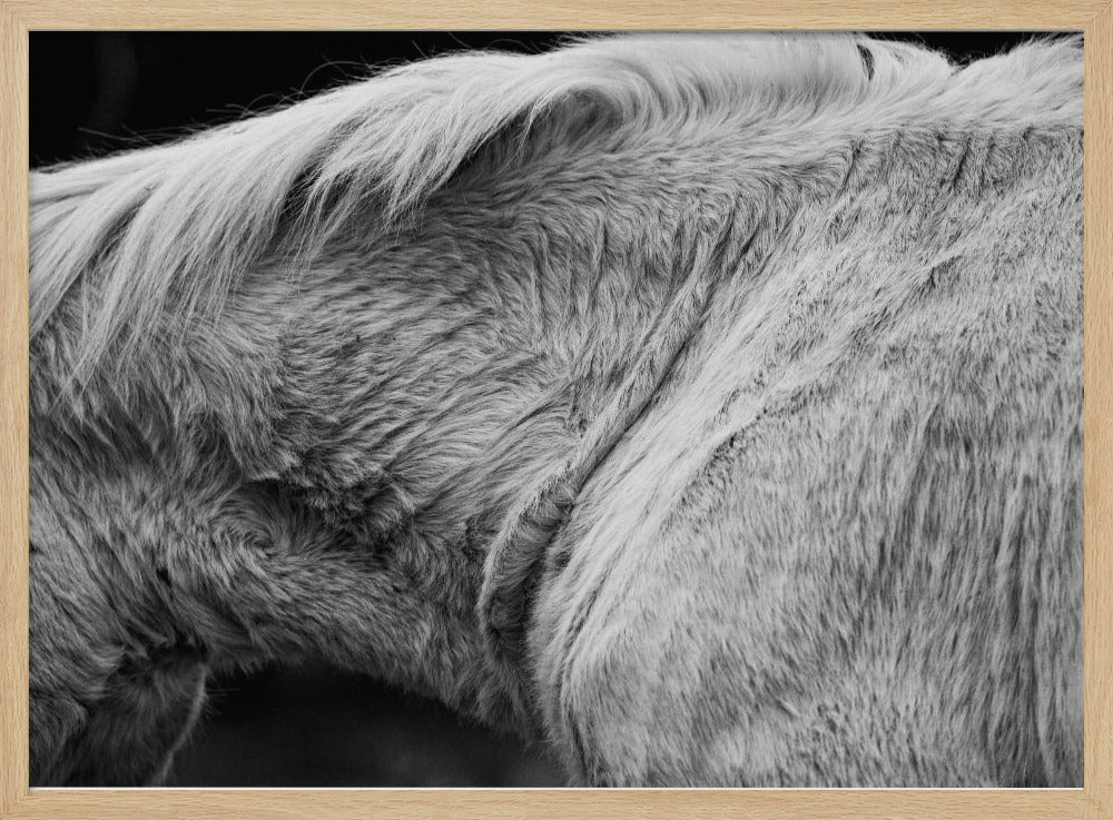 Horse II | Poster