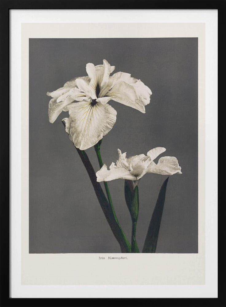Iris Kæmpferi | Poster