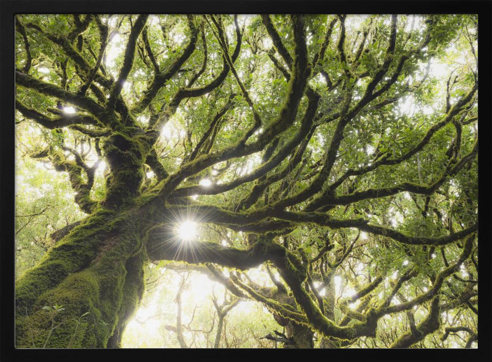 Green Star | Poster