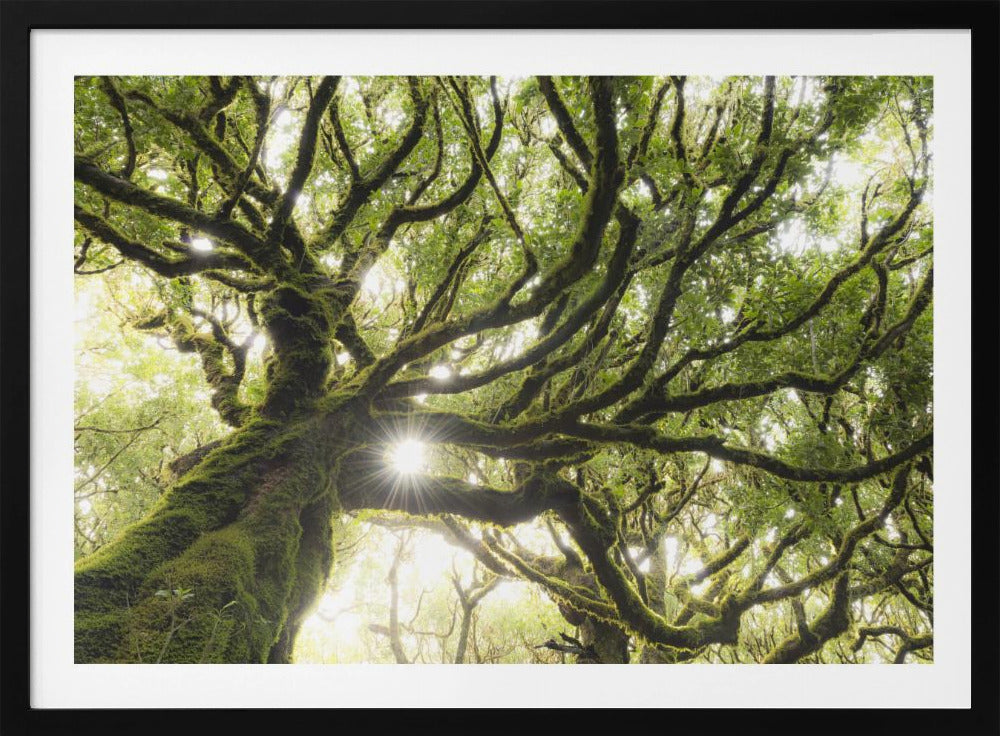 Green Star | Poster