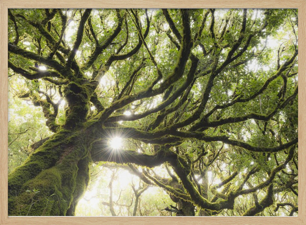 Green Star | Poster