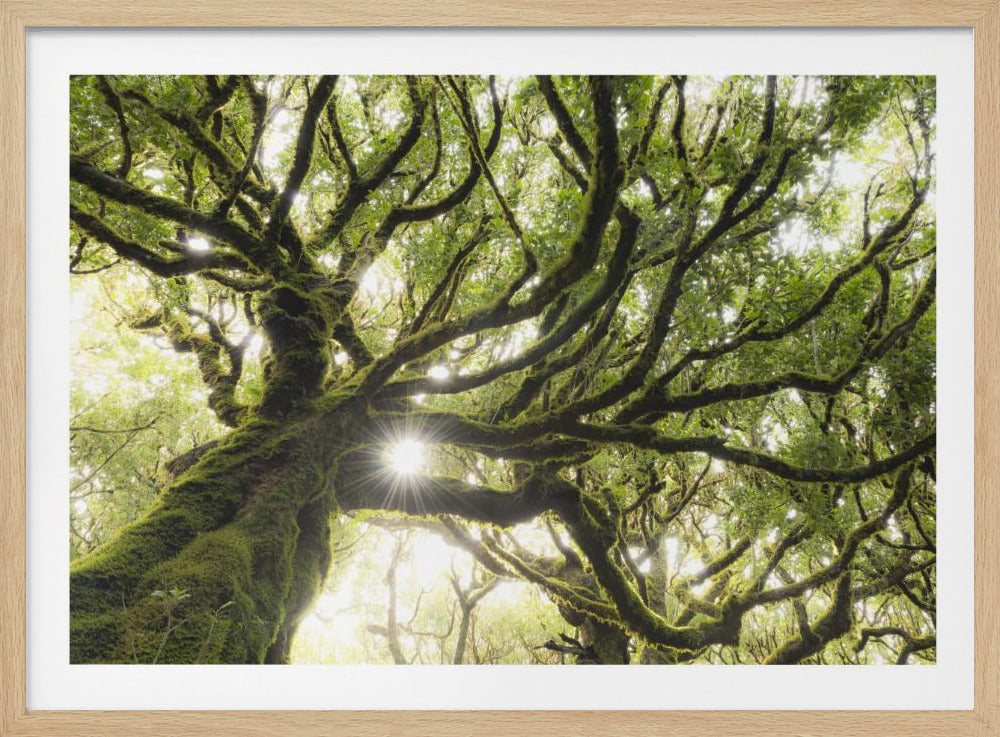 Green Star | Poster