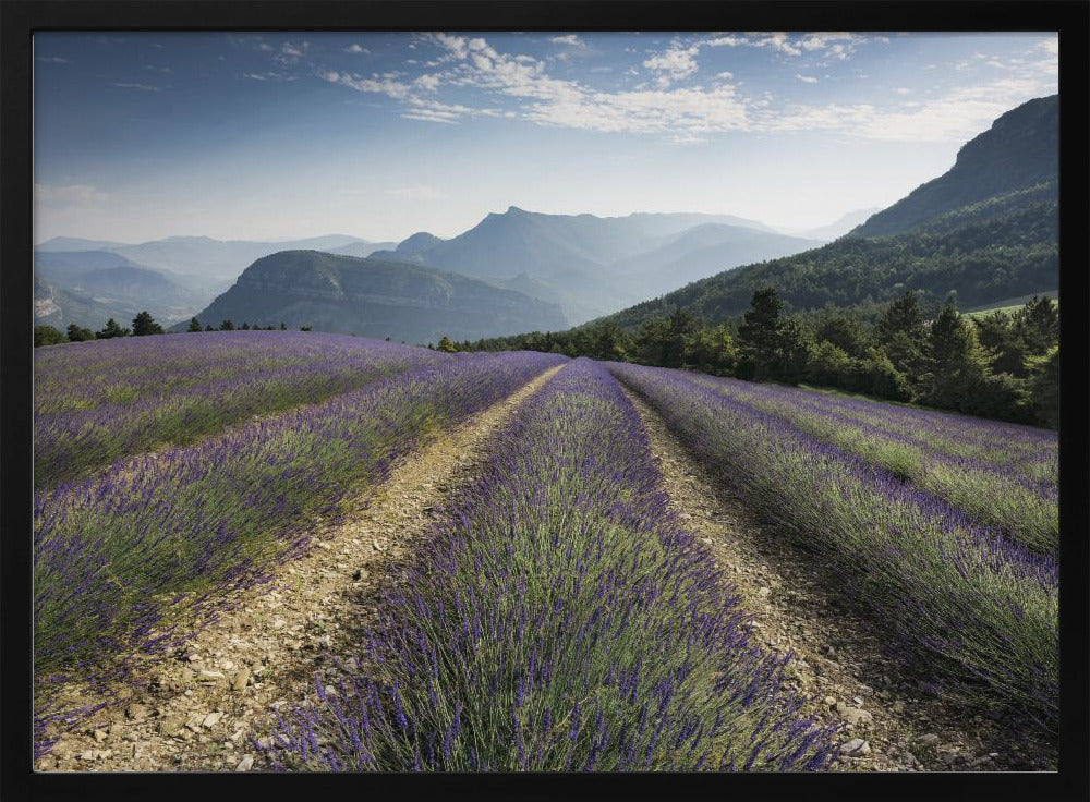 Lavender Hills | Poster
