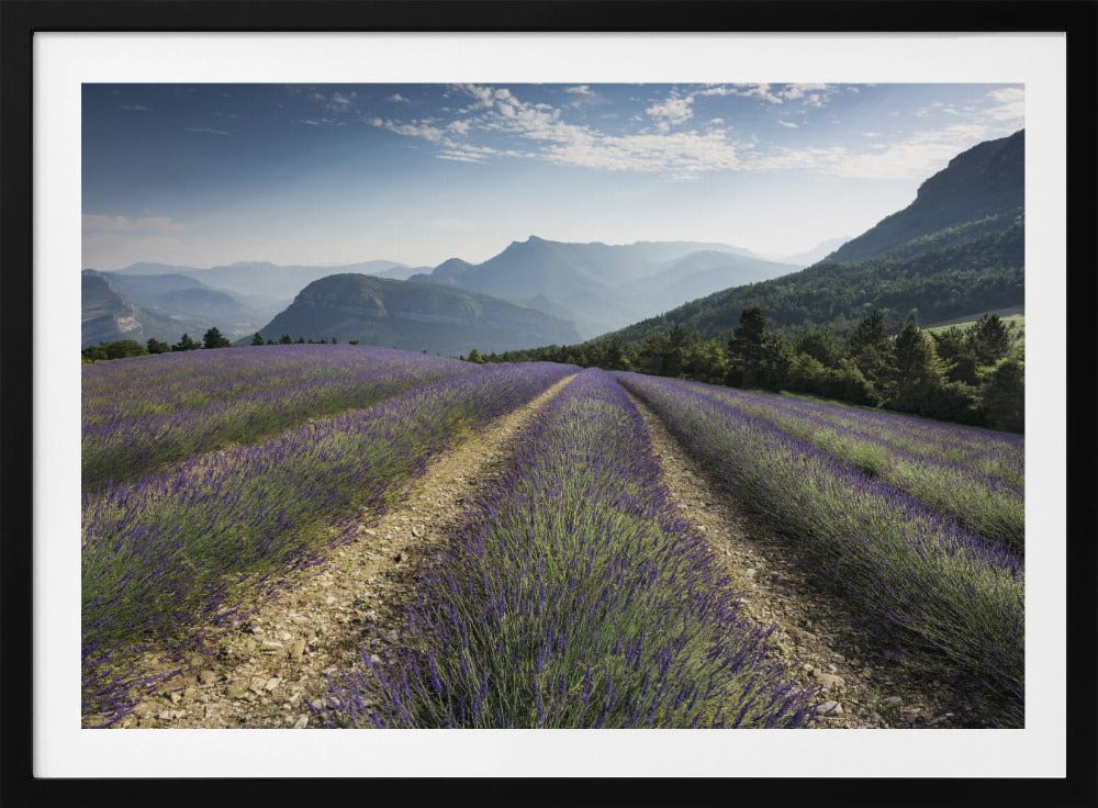 Lavender Hills | Poster