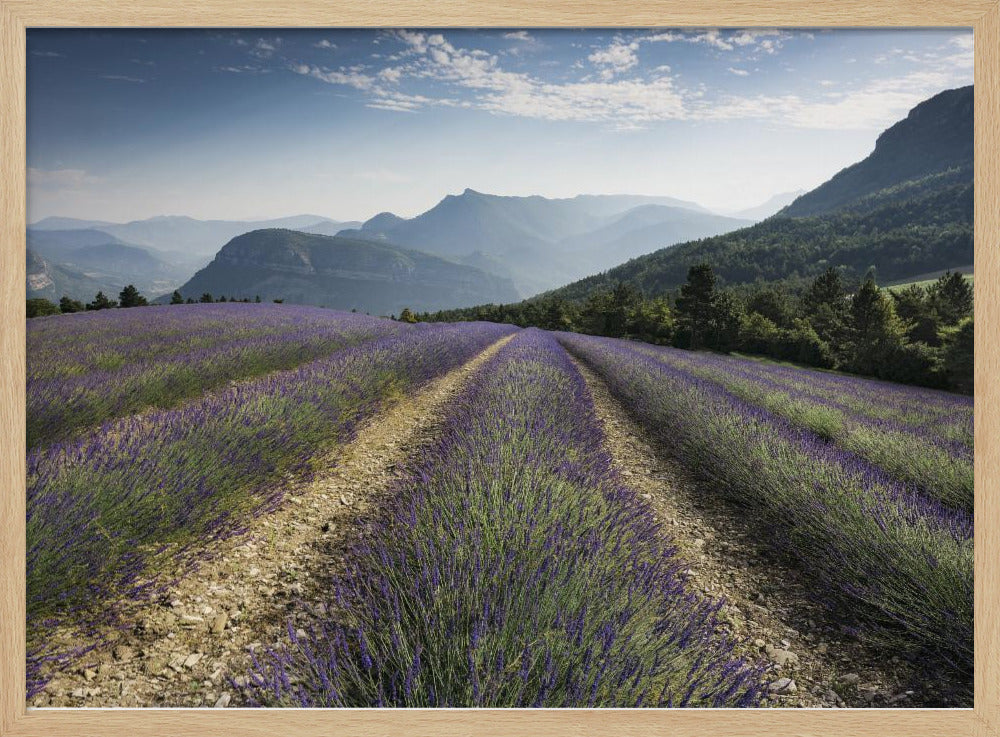 Lavender Hills | Poster