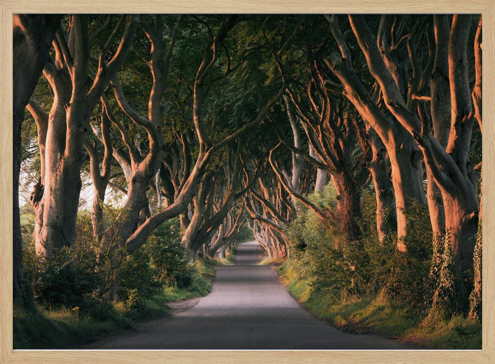 Red Avenue | Poster
