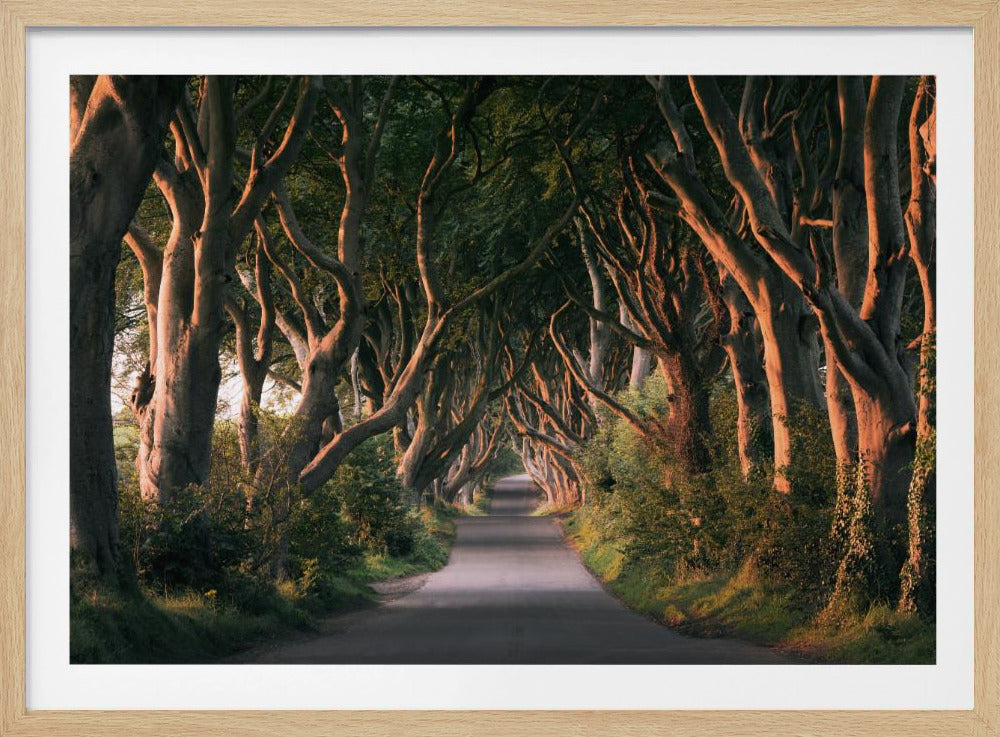 Red Avenue | Poster
