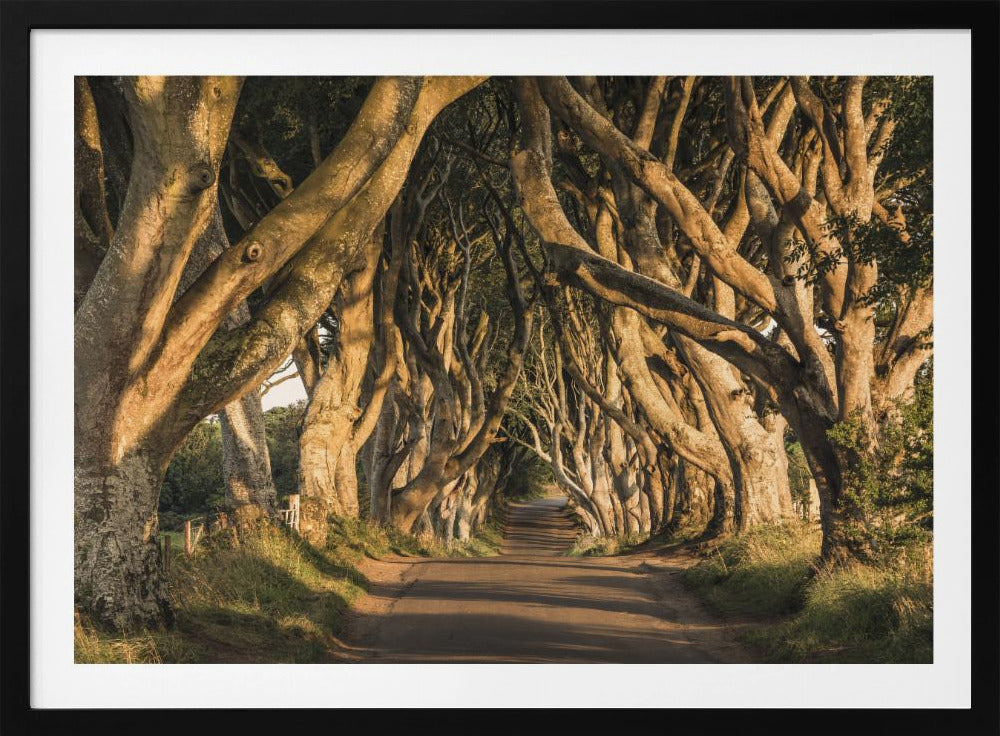 The Avenue | Poster