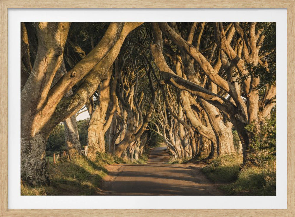The Avenue | Poster