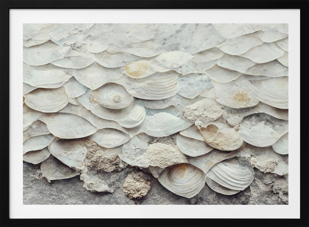 Shell Harmony Wall | Poster