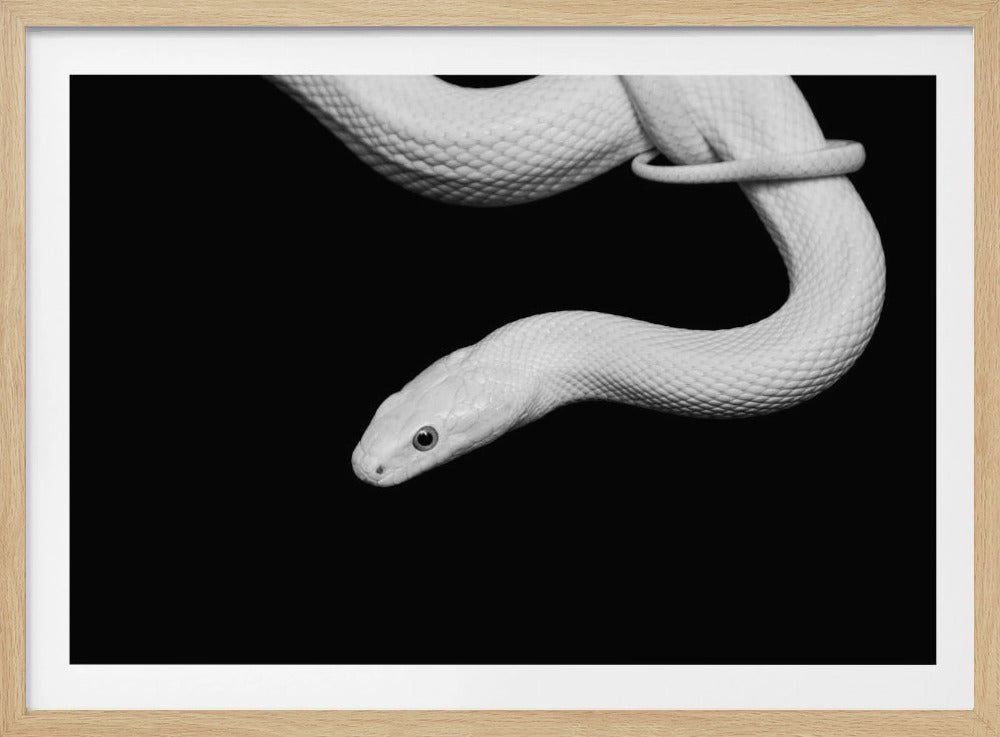 Serpent Blanc | Poster