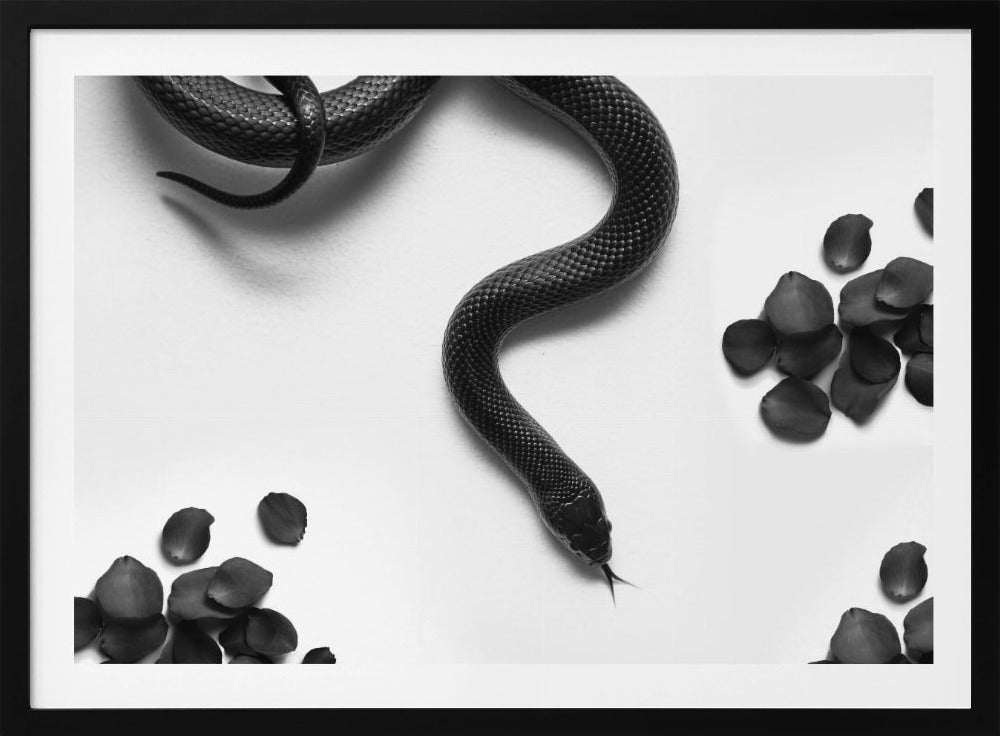 Black Snake Roam | Poster