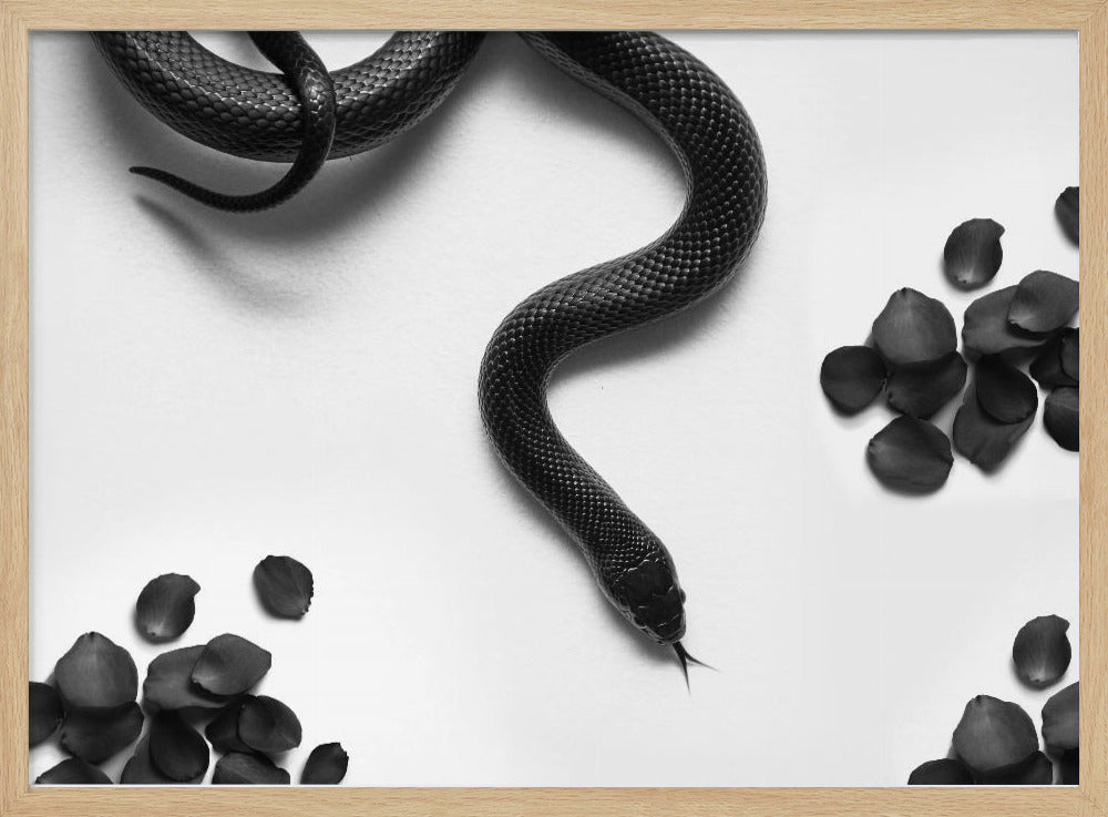 Black Snake Roam | Poster