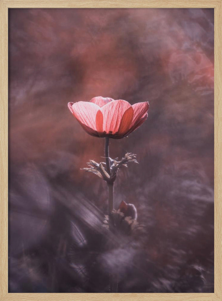 Ardente | Poster