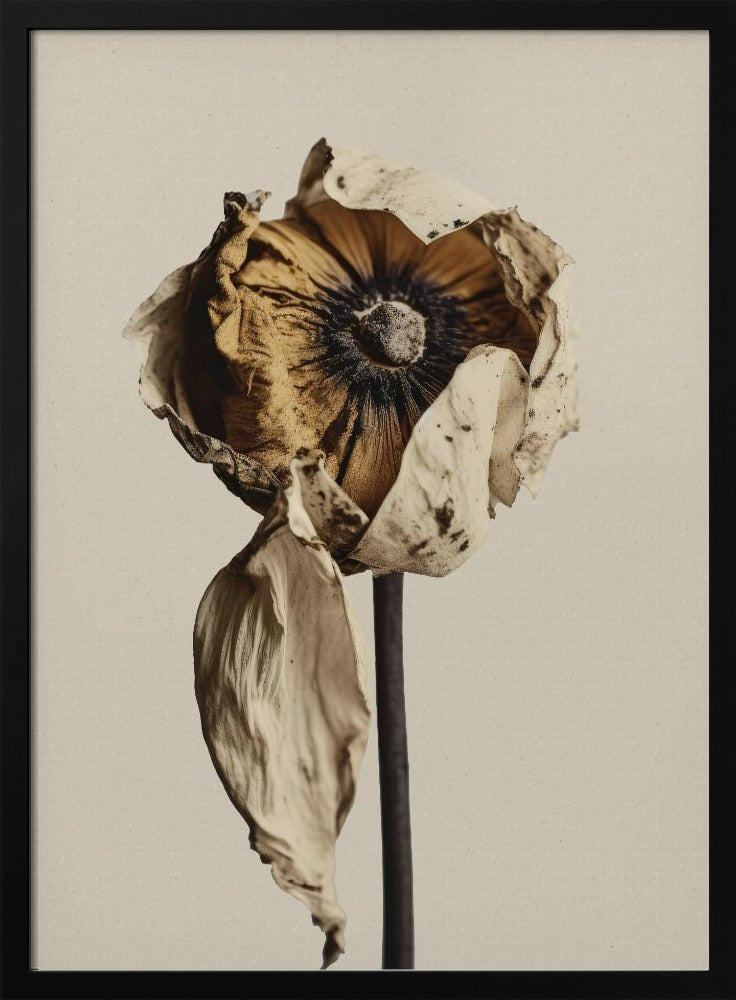 Fading Elegance | Poster