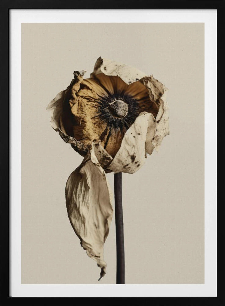 Fading Elegance | Poster