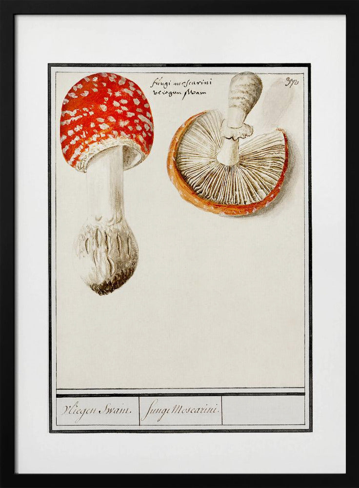 Fly Agaric, Amanita Muscaria | Poster