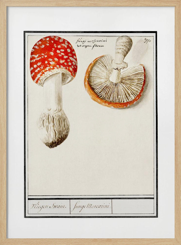 Fly Agaric, Amanita Muscaria | Poster