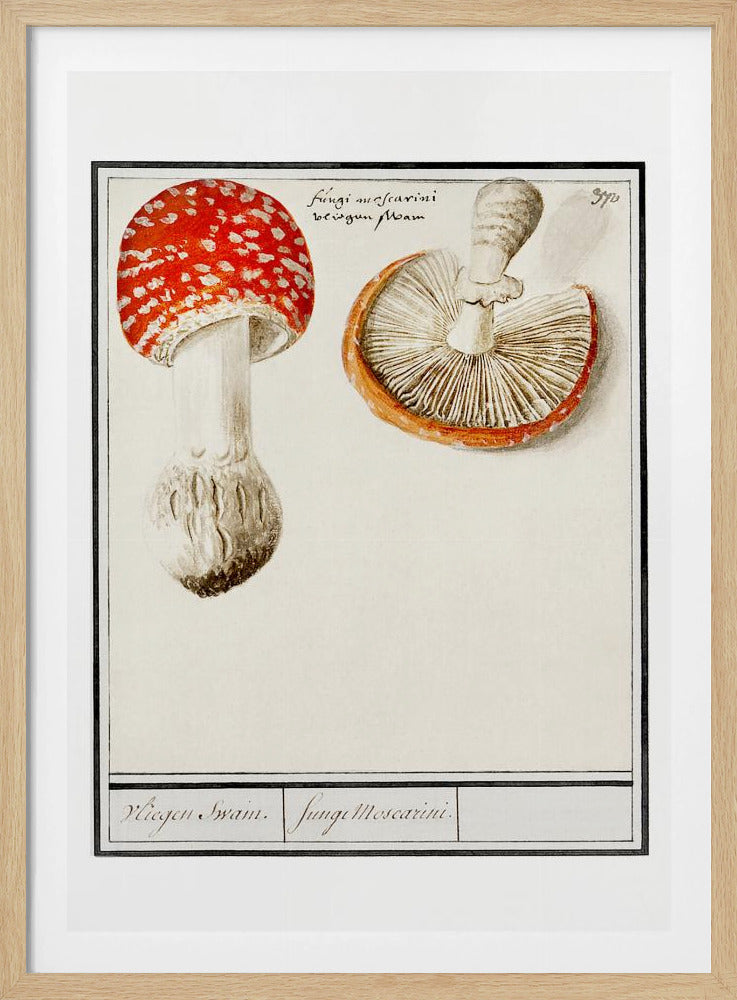 Fly Agaric, Amanita Muscaria | Poster